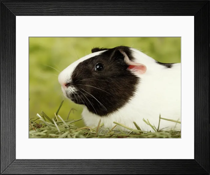 Framed Print : Guinea pig head portrait Framed Print : Guinea pig head portrait