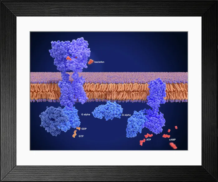 Framed Print : Activation of the GABA B receptor by an agonist leads to a cAMP signal cascade
