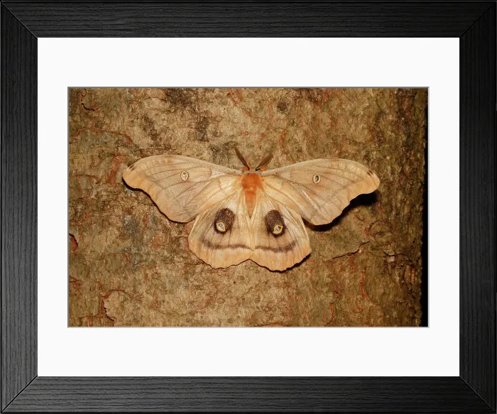 Framed Print : Polyphemus moth (Antheraea polyphemus) Framed Print : Polyphemus moth (Antheraea polyphemus)