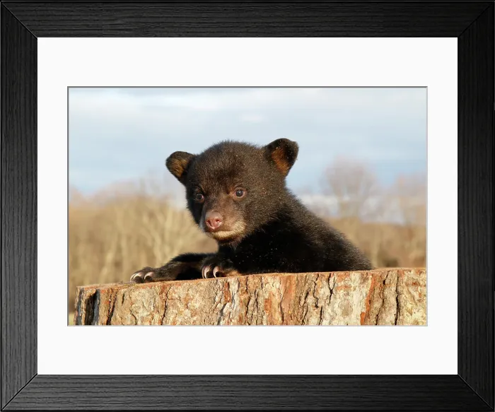 Framed Print : American Black Bear Cub Framed Print : American Black Bear Cub