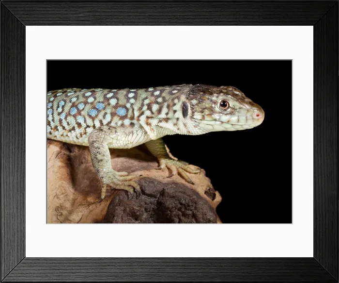 Framed Print : Jeweled Lacerta (Lacerta Lepida) on wood Framed Print : Jeweled Lacerta (Lacerta Lepida) on wood