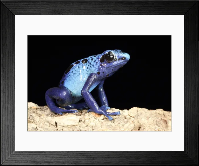 Framed Print : Blue Poison Dart Frog (Dendrobates azureus)