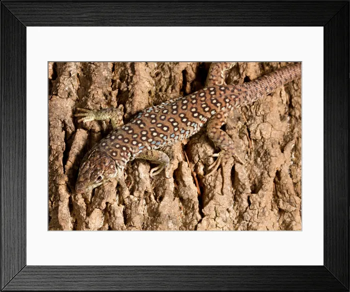 Framed Print : Ocellated Lizard (Timon lepidus)