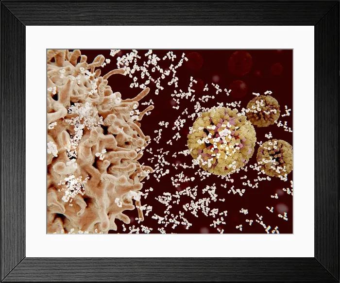 Framed Print : Plasma cells (B-cells) segregate specific antibodies to mark an subsequently destroy viruses (influenza viruses)