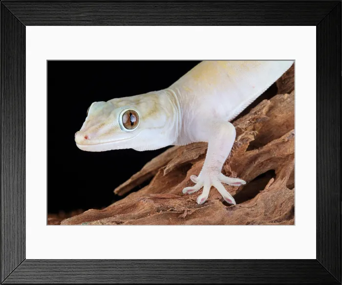 Framed Print : Golden Gecko (Gekko badenii)