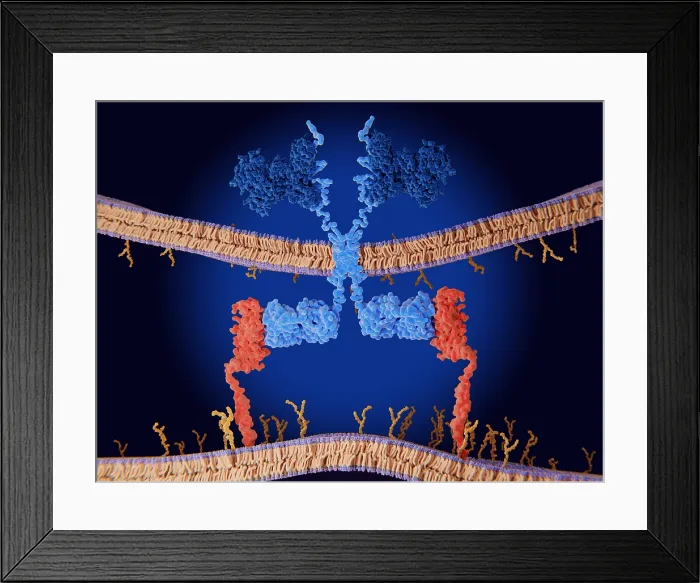Framed Print : Chimeric antigen receptor (CAR) therapy: Engineered receptor binds to CD19-antigen