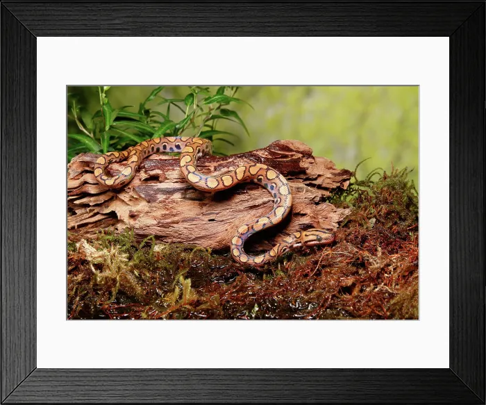 Framed Print : Brazilian Rainbow Boa