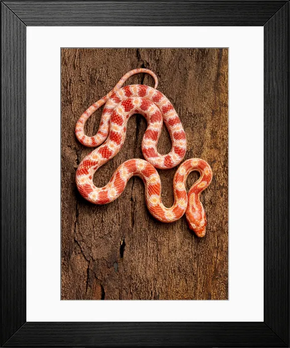 Framed Print : Corn Snake (P. guttatus) on Tree
