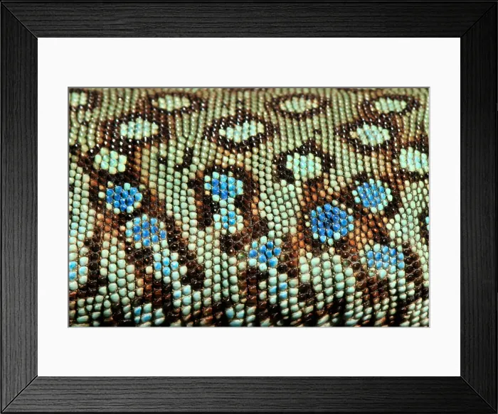 Framed Print : Jeweled Lacerta (Lacerta lepida) scale detail