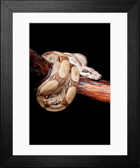 Framed Print : Colombian Red Tail Boa on Branch Framed Print : Colombian Red Tail Boa on Branch