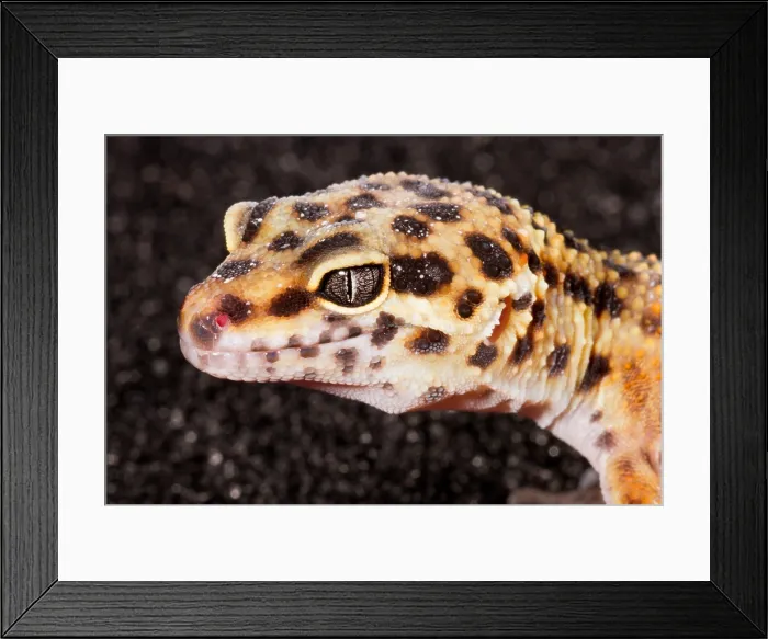 Framed Print : Leopard Gecko (Eublepharis macularius) Framed Print : Leopard Gecko (Eublepharis macularius)