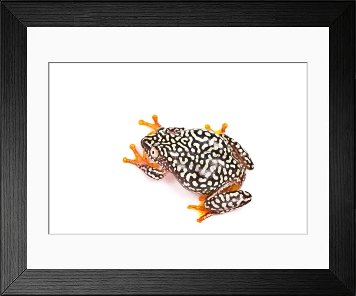 Framed Print : Starry Night Reed Frog Framed Print : Starry Night Reed Frog