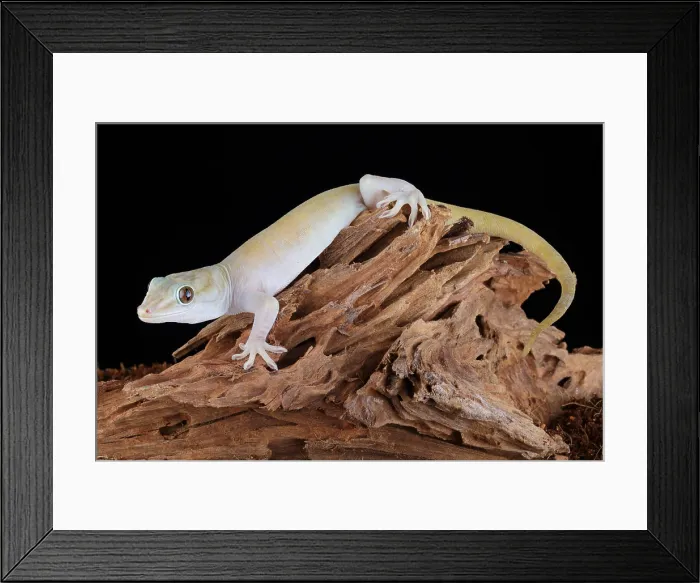 Framed Print : Golden Gecko (Gekko badenii)