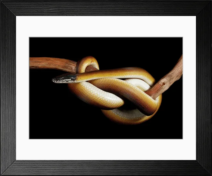 Framed Print : Northern White-lipped Python on Branch
