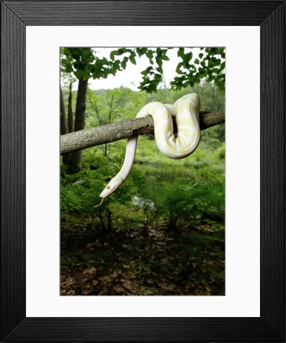 Framed Print : Albino Ball Python climbing tree Framed Print : Albino Ball Python climbing tree
