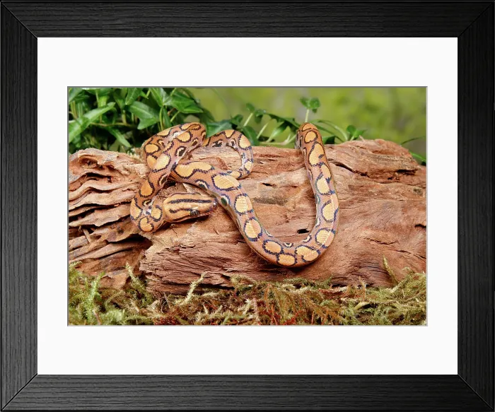 Framed Print : Brazilian Rainbow Boa