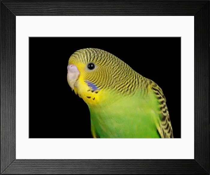 Framed Print : Budgerigar (Melopsittacus undulatus) portrait Framed Print : Budgerigar (Melopsittacus undulatus) portrait