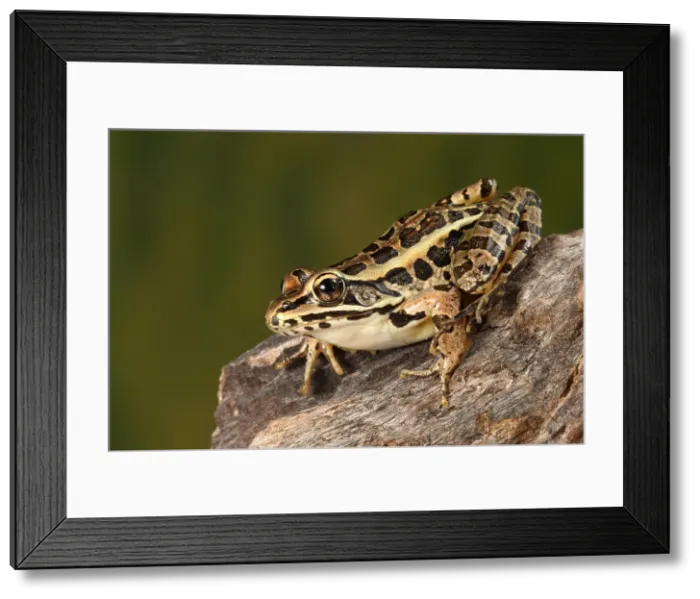 Framed Print : Pickerel Frog (Lithobates palustris)