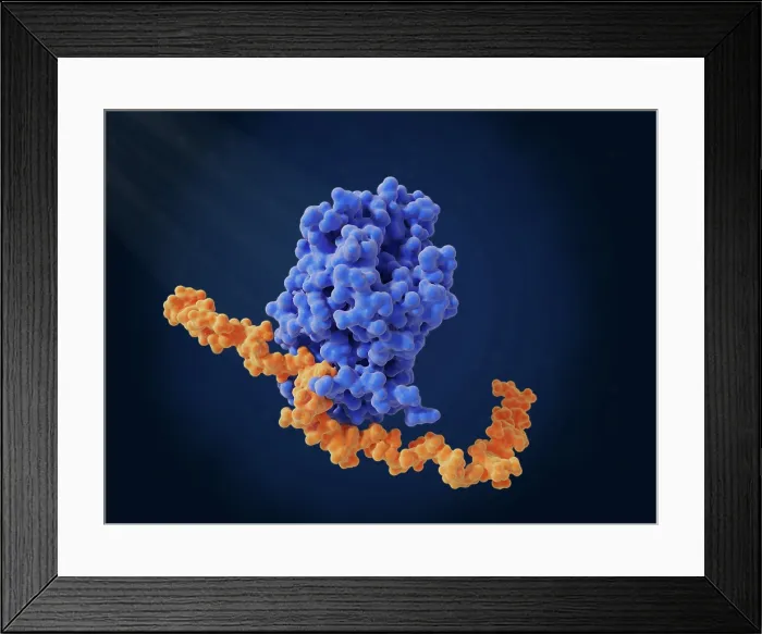 Framed Print : Heparin bound to antithrombin Framed Print : Heparin bound to antithrombin