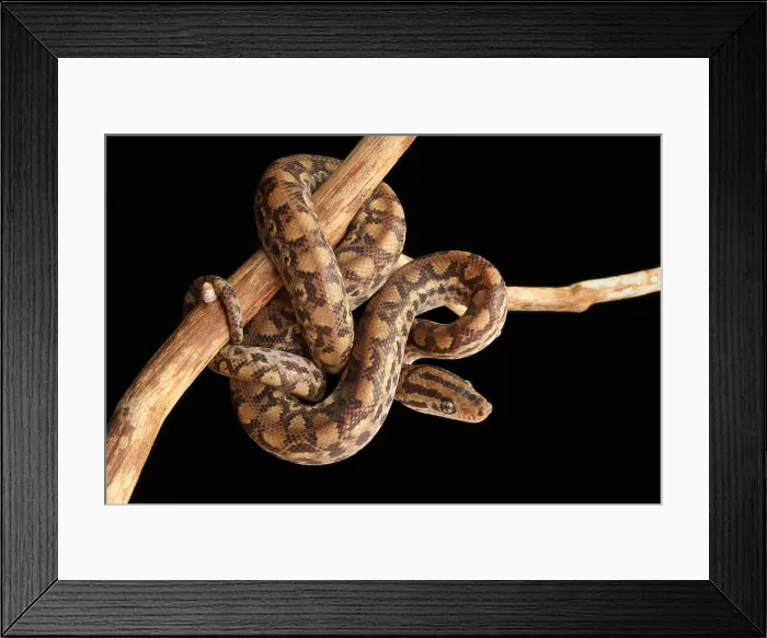 Framed Print : Colombian Rainbow Boa (Epicrates maurus)