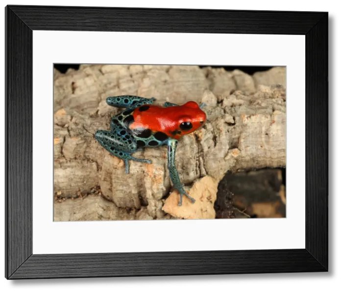 Framed Print : Poison Dart Frog (Ranitomeya amazonica)
