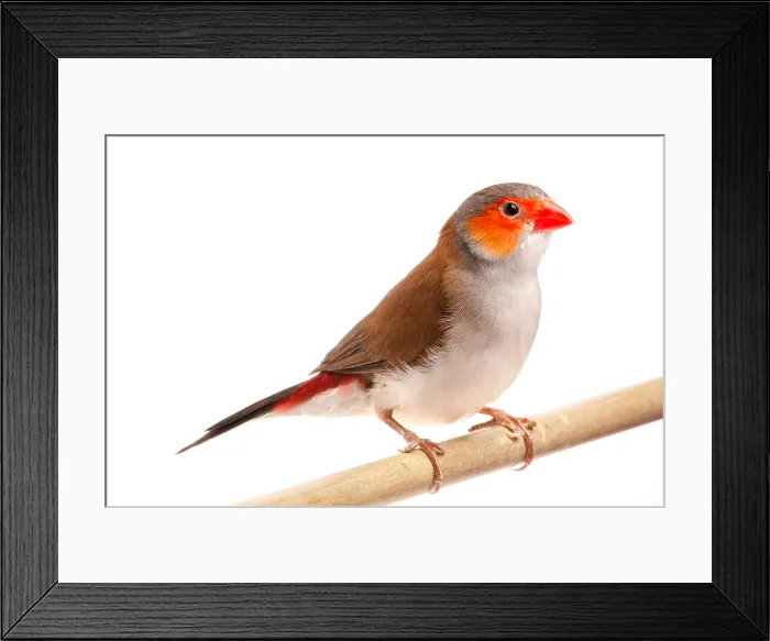 Framed Print : Orange-cheeked waxbill (Estrilda melpoda) Framed Print : Orange-cheeked waxbill (Estrilda melpoda)