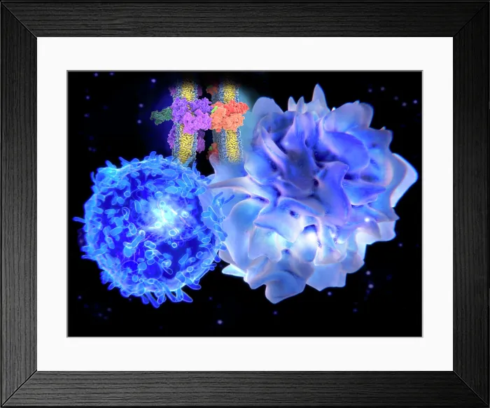 Framed Print : T-cell and dendritic cell interacting Framed Print : T-cell and dendritic cell interacting