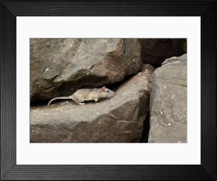 Framed Print : Allegheny Woodrat in habitat