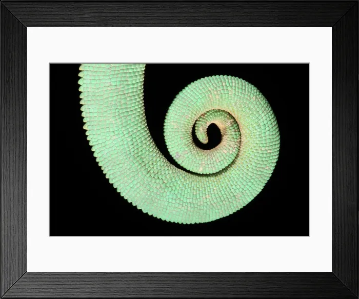 Framed Print : Veiled Chameleon tail detail