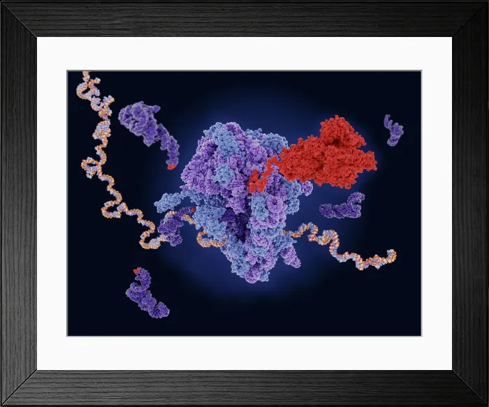 Framed Print : The COVID-19 vaccine mRNA is translated to the viral spike protein in a ribosome