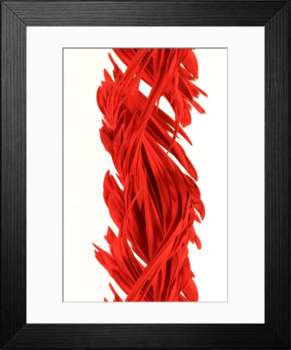 Framed Print : A digital streak image of a Pointsetta Framed Print : A digital streak image of a Pointsetta