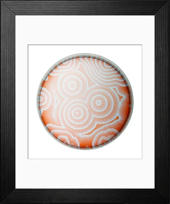 Framed Print : Chemical Waves in BZ Reagent (9 of 9) Framed Print : Chemical Waves in BZ Reagent (9 of 9)