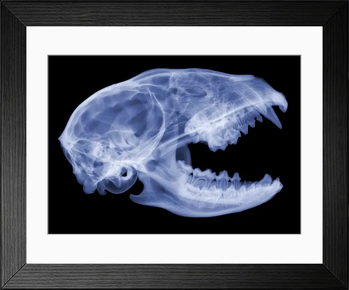 Framed Print : Raccoon Skull, X-ray Framed Print : Raccoon Skull, X-ray