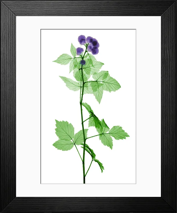 Framed Print : Black Raspberries, X-ray Framed Print : Black Raspberries, X-ray