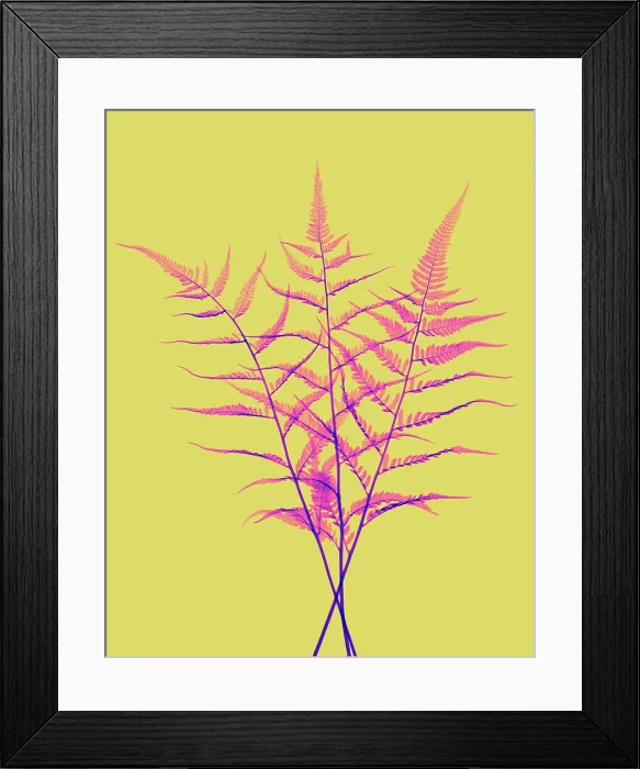Framed Print : Fern, X-ray Framed Print : Fern, X-ray