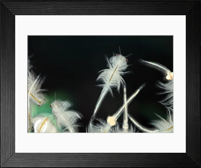 Framed Print : Brine shrimp Framed Print : Brine shrimp