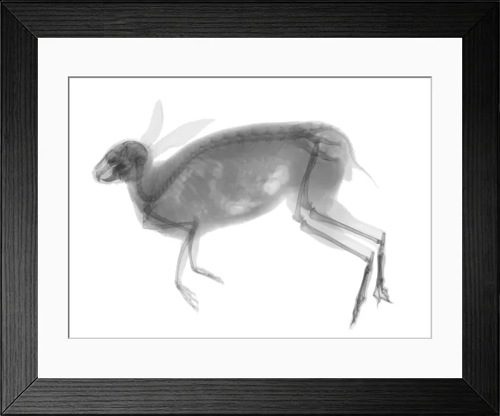 Framed Print : Eastern Cottontail Rabbit