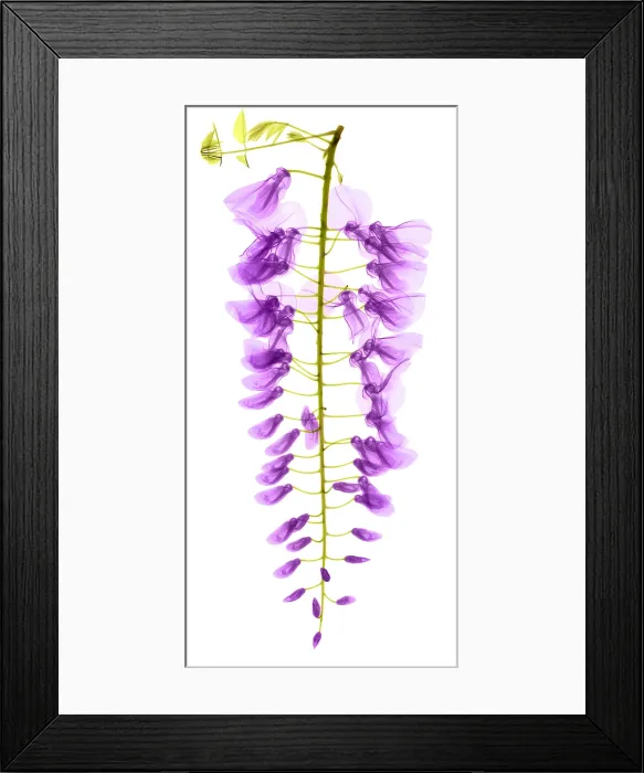Framed Print : Wisteria Flowers, X-ray Framed Print : Wisteria Flowers, X-ray