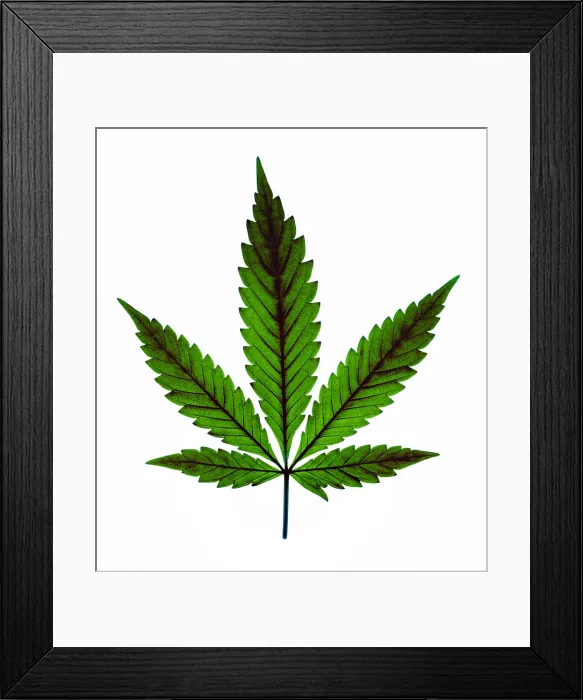 Framed Print : Marijuana Leaf, Cannabis sativa Framed Print : Marijuana Leaf, Cannabis sativa
