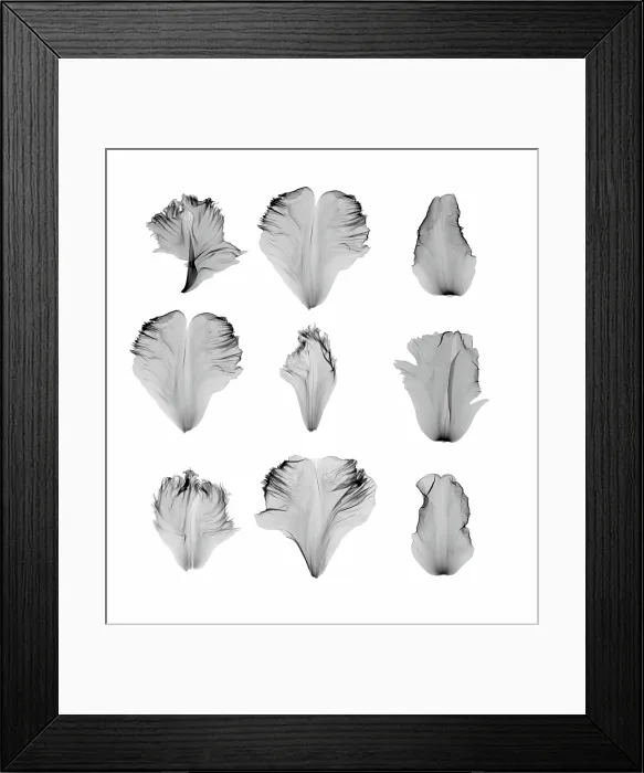 Framed Print : X-Ray of Tulip Petals Framed Print : X-Ray of Tulip Petals