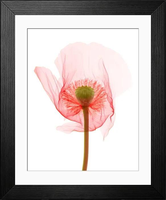 Framed Print : Opium Poppy, X-ray Framed Print : Opium Poppy, X-ray