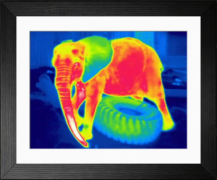 Framed Print : Thermogram of an elephant playing with tire Framed Print : Thermogram of an elephant playing with tire