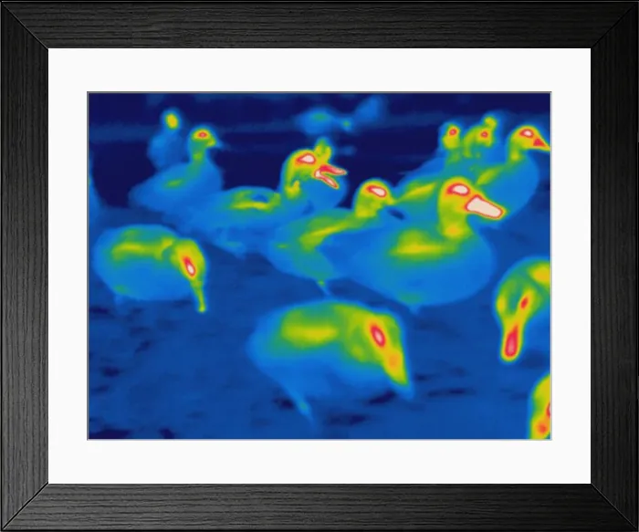 Framed Print : Thermogram of ducks Framed Print : Thermogram of ducks
