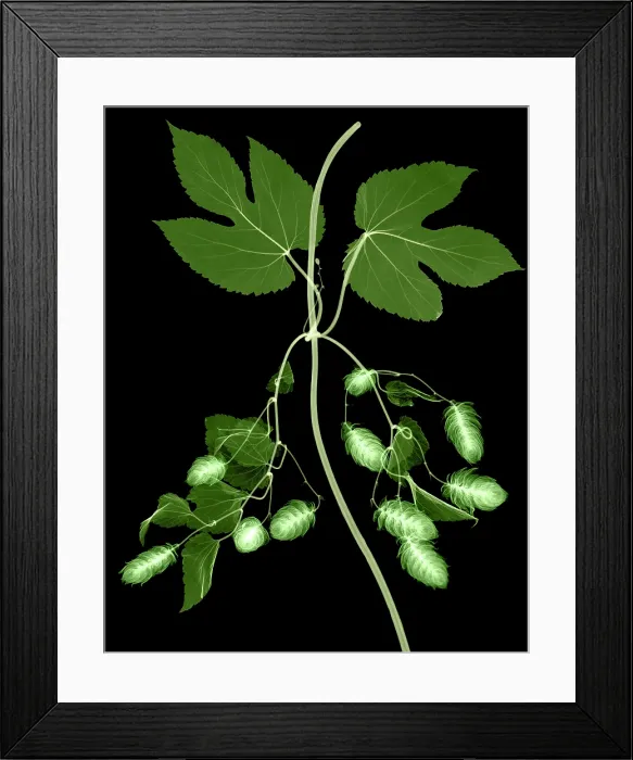 Framed Print : Hops, Humulus lupulus, X-ray Framed Print : Hops, Humulus lupulus, X-ray