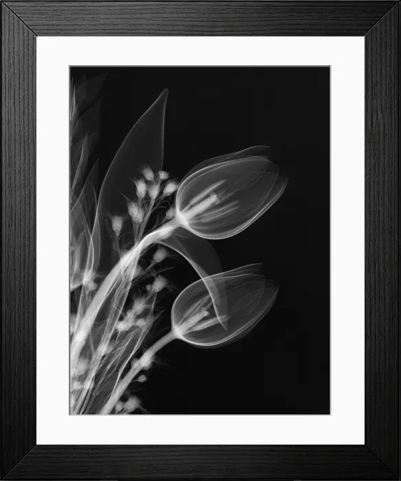 Framed Print : Bouquet, X-Ray Framed Print : Bouquet, X-Ray