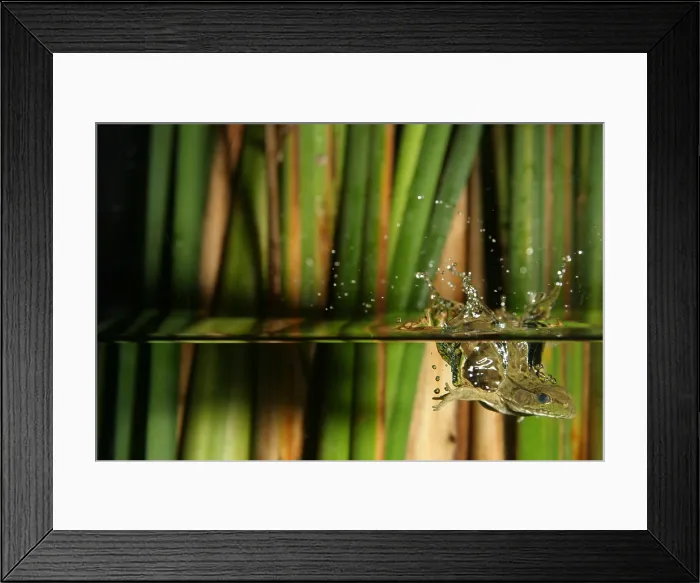 Framed Print : Frog jumps into water Framed Print : Frog jumps into water