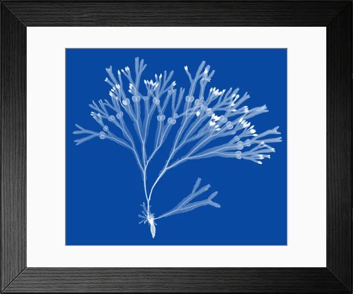 Framed Print : Rockweed Seaweed, X-ray Framed Print : Rockweed Seaweed, X-ray