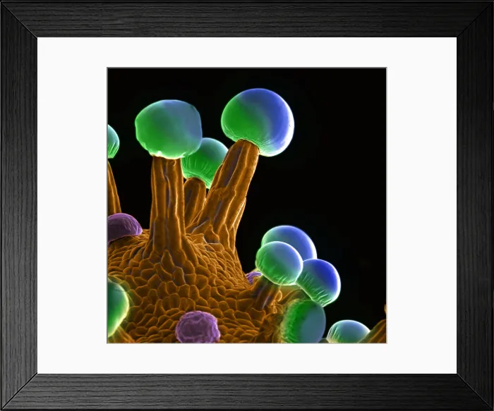 Framed Print : Marijuana, Cannabis sativa, scanning electron micrograph Framed Print : Marijuana, Cannabis sativa, scanning electron micrograph