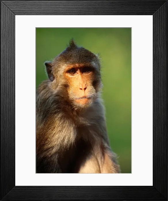 Framed Print : Crab-eating Macaque portrait Framed Print : Crab-eating Macaque portrait