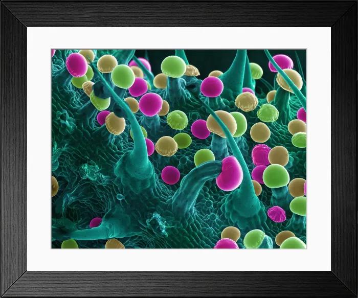 Framed Print : SEM Cannabis Trichomes Framed Print : SEM Cannabis Trichomes
